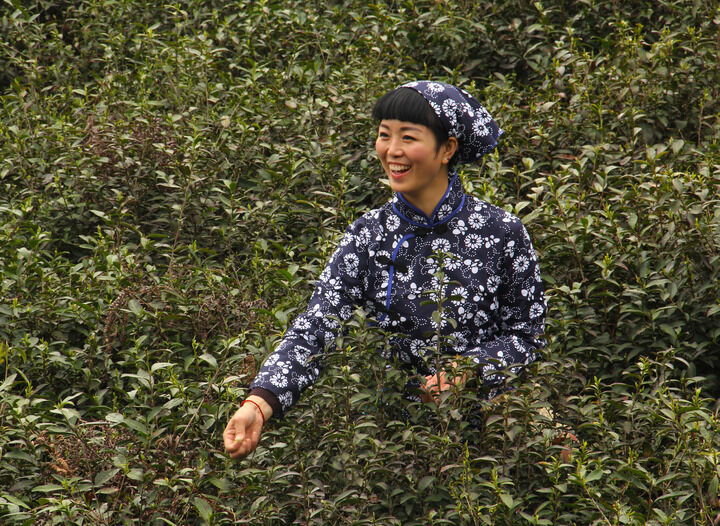 天鹅芭热门7